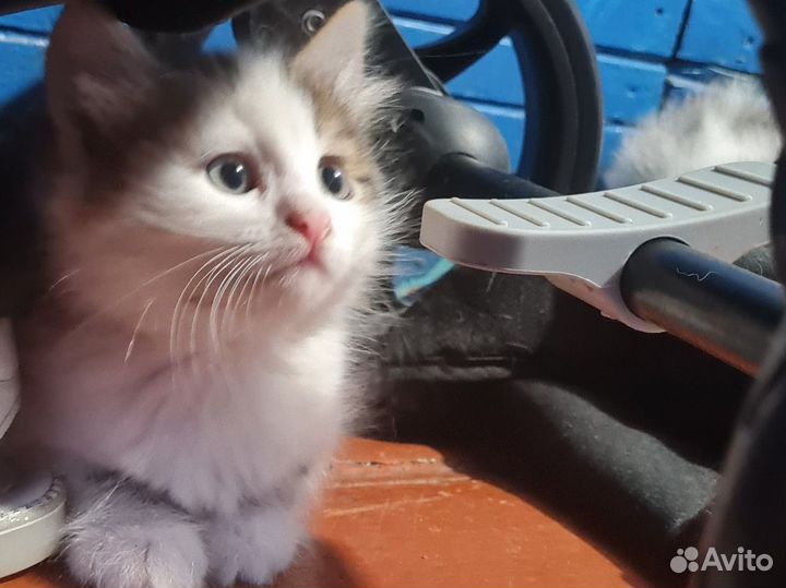 Котята отдам в добрые руки бесплатно
