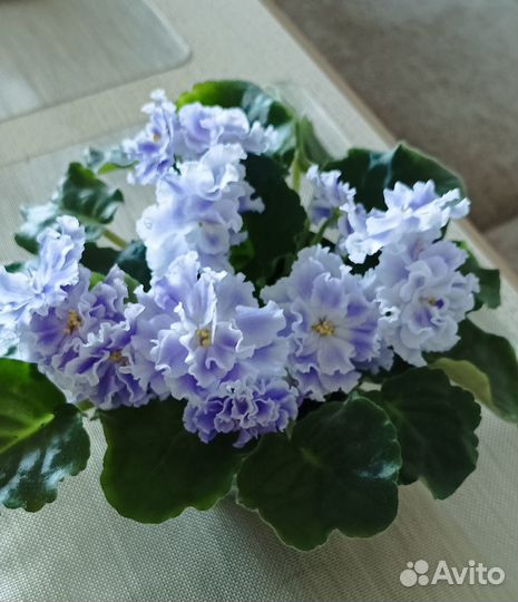 Сортовые фиалки цветущие