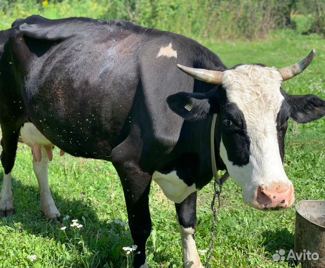 Корова дойная