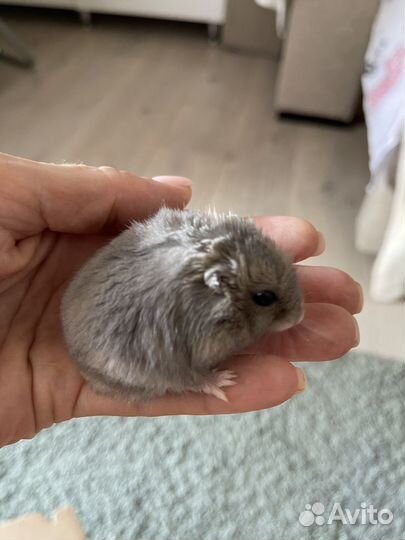Джунгарский хомяк