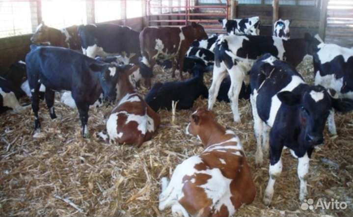 Телята бычки