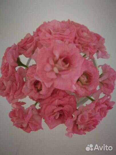 Пеларгония, герань