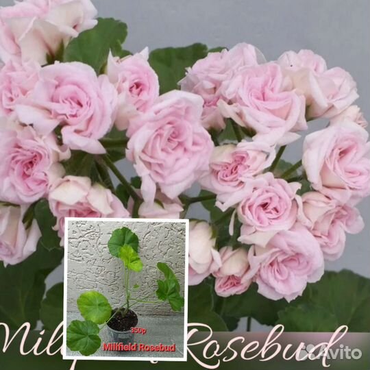 Пеларгония герань сортовая