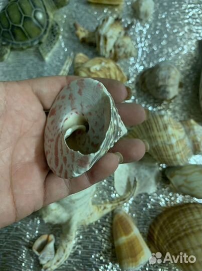 Морские ракушки и раковины разной формы и вида