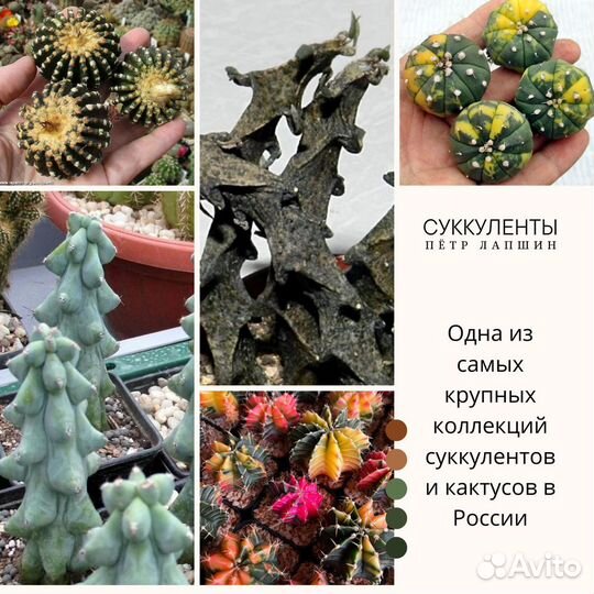 Ярмарка растений Москва 25-26 ноября