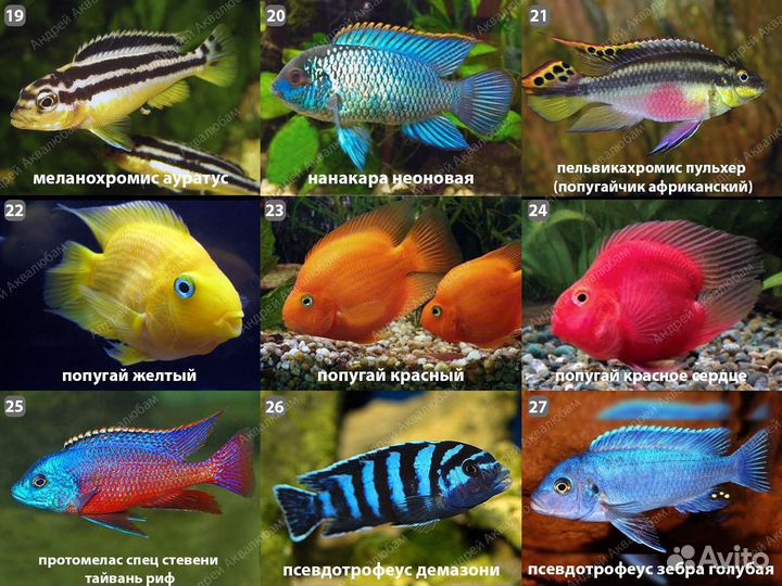 Таблица совместимости рыбок. Барбус рыбка аквариумная совместимость. Рыба попугай аквариумная совместимость с другими рыбами. Таблица совместимости аквариумных рыб. Цихлиды аквариумные рыбки.