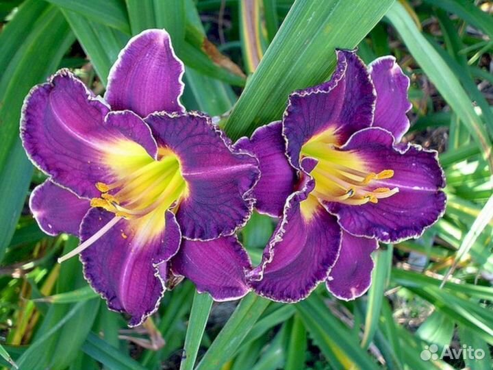 Лилейники Мэджести Визард (низкий)