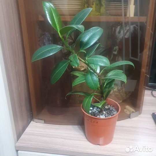 Комнатные растения