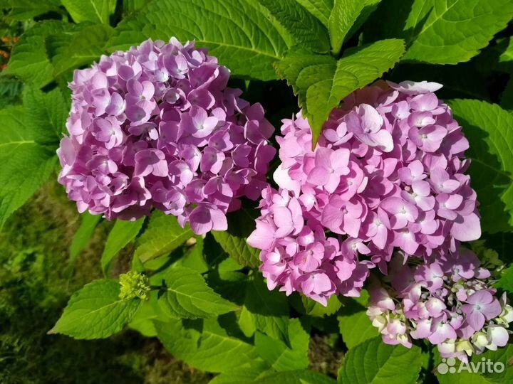 Гортензия широколистная