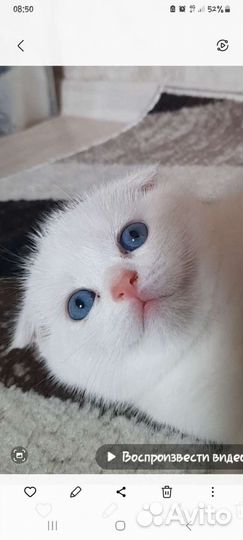 Белый скотиш фолд, котик голубоглазый вислоухий