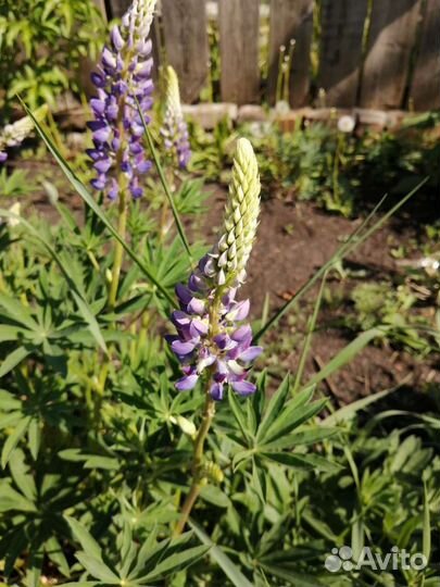 Многолетние цветы