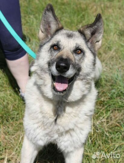 Бывшедомашняя собака пропадает в приюте