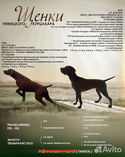 Щенки Курцхаара