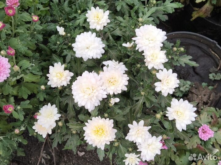 Хризантема корейская и мультифлора