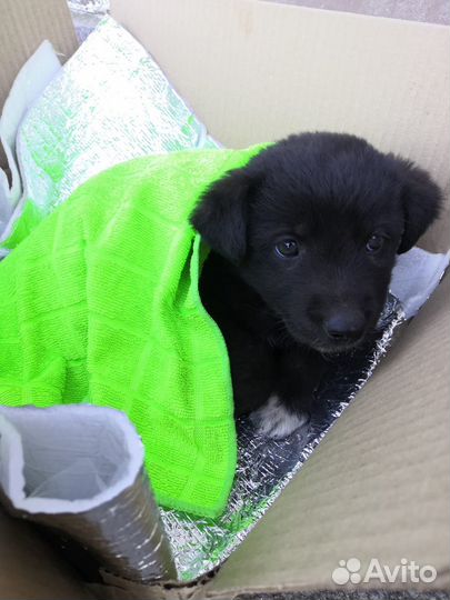 Собака мальчик