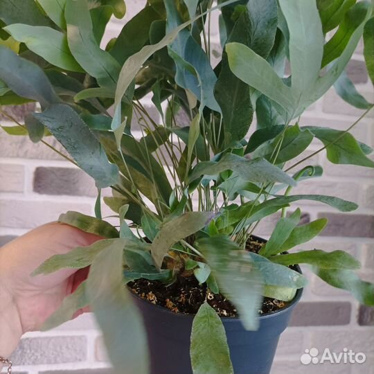 Флебодиум блю стар на меховых лапках