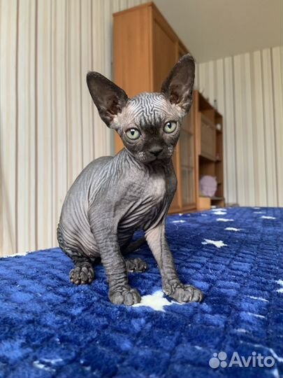 Канадский сфинкс