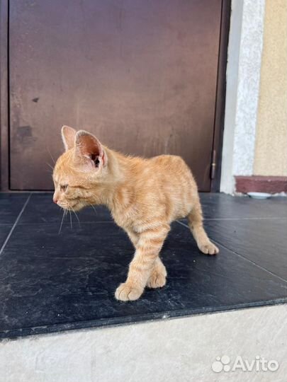 Кошечка и котик 2.5 месяца в добрые руки