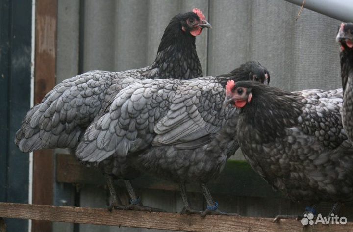 Куры несушки молодки и бройлер утята гусята перепе