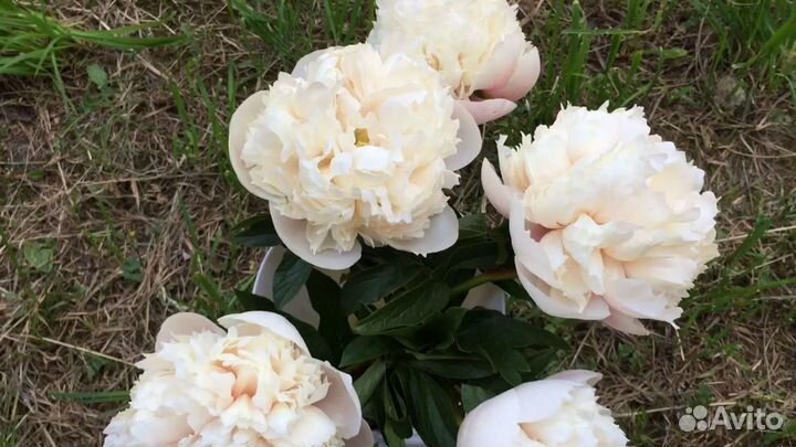 Пион молочноцветковый colonel owen cousins