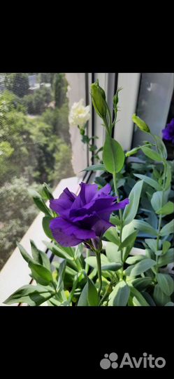 Эустома (лизиантус) рассада