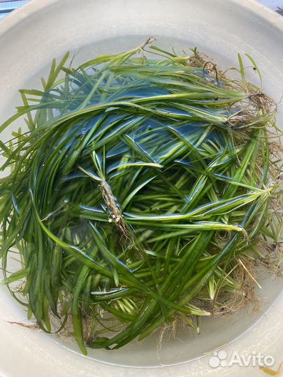 Валиснерия