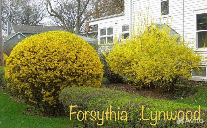 Саженцы Фарзиции