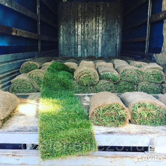 Рулонный газон с доставкой