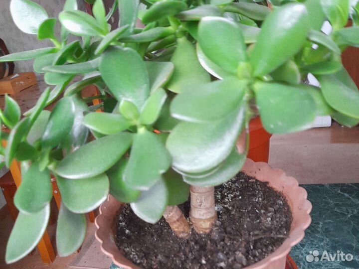 Денежное дерево