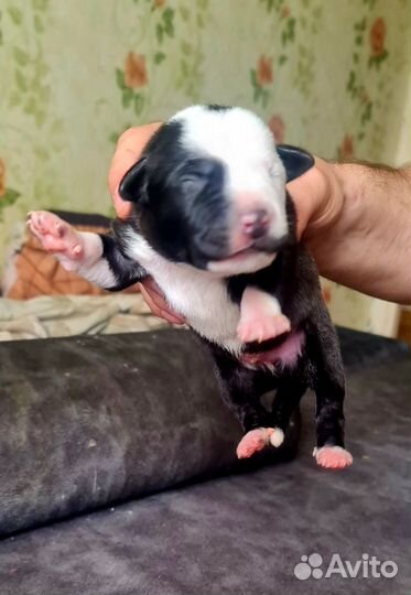 Щенки питбуля