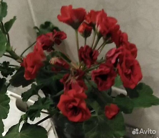 Герань пеларгония розебудная красная