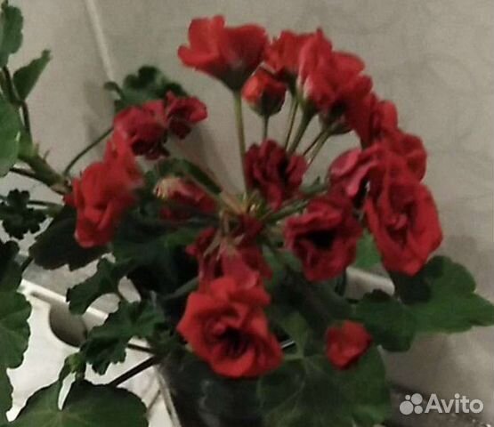 Герань пеларгония розебудная красная