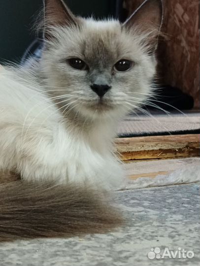 Невская маскарадная бесплатно