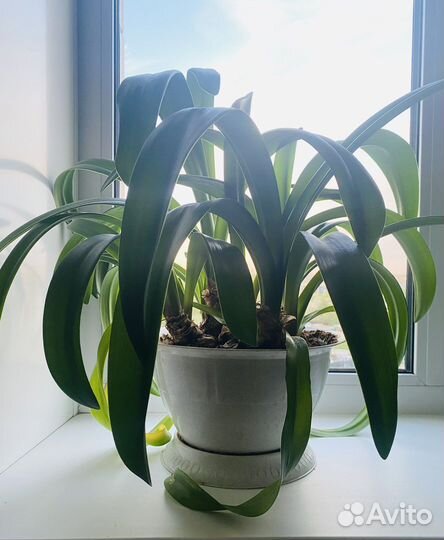 Гиппеаструм амариллис