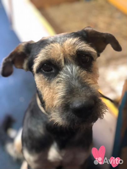 Собака в добрые руки