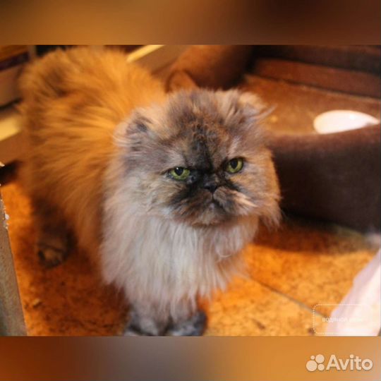 Кошка перс Корица в добрые руки, 2 года