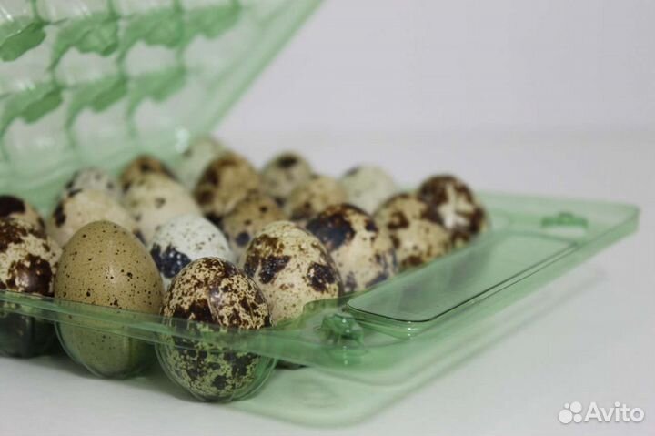 Упаковка для перепелиных яиц 600 шт