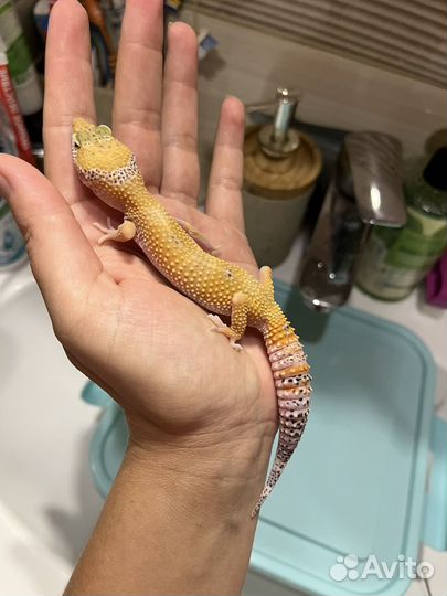 Малыши эублефары