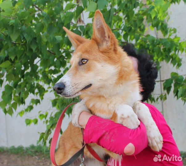 Амира рыжее солнышко