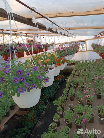 Предлагаю рассаду вегетативной ампельной петунии