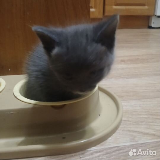 Отдам кота в добрые руки