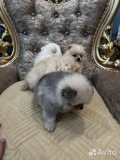 Шпиц медвежонок