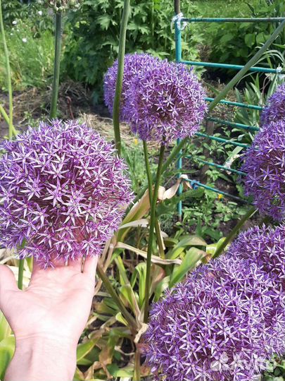 Декоративный лук аллиум