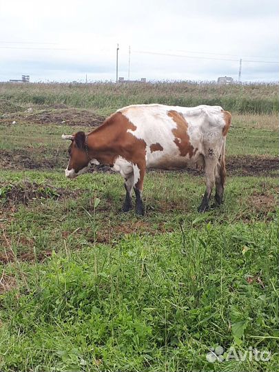 Корова дойная
