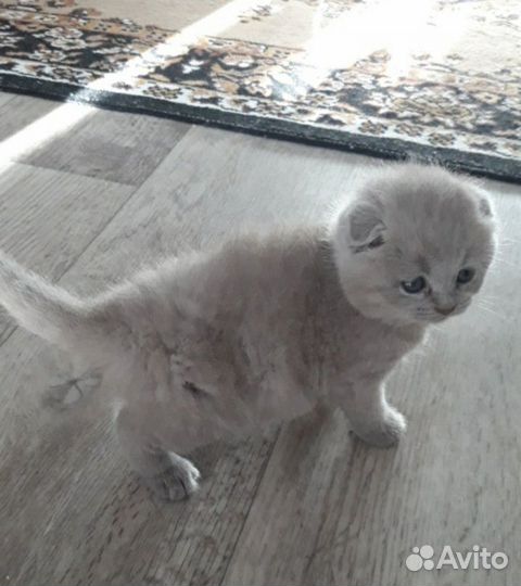 Шотландские котята