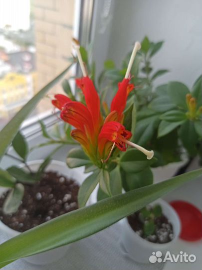 Эсхинантус жар птица