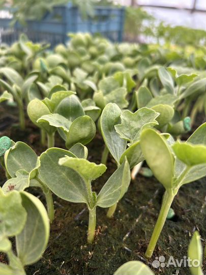 Рассада овощных культур