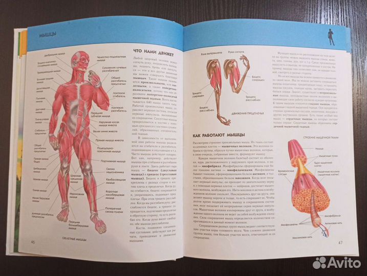Книги для детей. Человек. Полная энциклопедия
