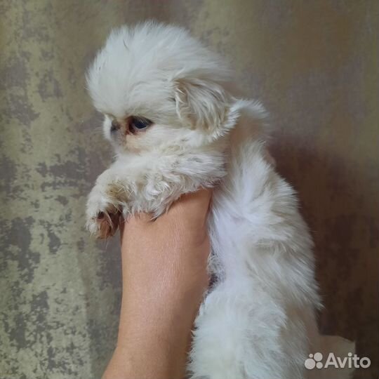 Щенки пекинеса