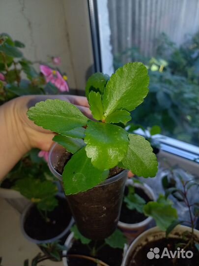 Каланхоэ,белекония,пеларгония корол